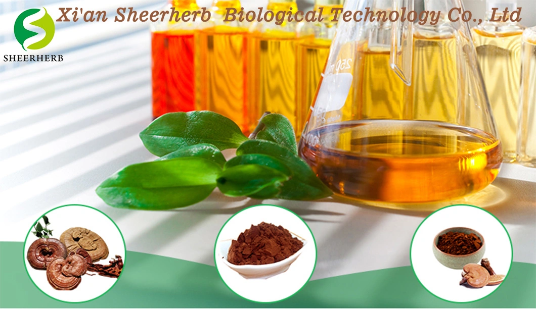 Natural Plant Extract Organic Mushroom Extract Extract for Boosting Immune System Herb Herbal Mushroom Extract