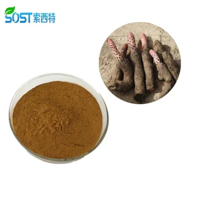 Extrait naturel de Cynomorium Coccineum/Suoyang/Cynomorium Songaricum d'herbes sexuelles pour l'homme